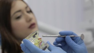 Hasta ile konuşmak ve bir model diş gösteren diş hekimi.