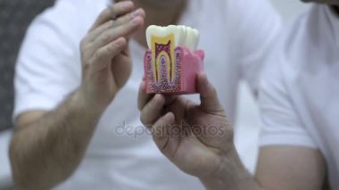 Diş modeli ile profesyonel bir tartışma sahip iki diş hekimleri