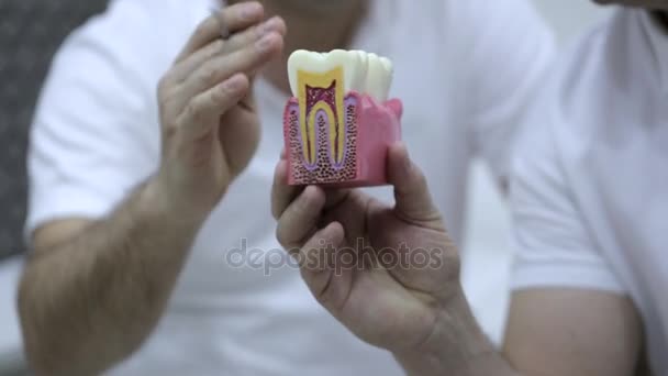 Due dentisti che hanno una discussione professionale con il modello di denti — Video Stock