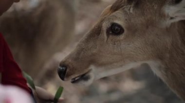 Çocuk bir geyikler besleme Close-Up.