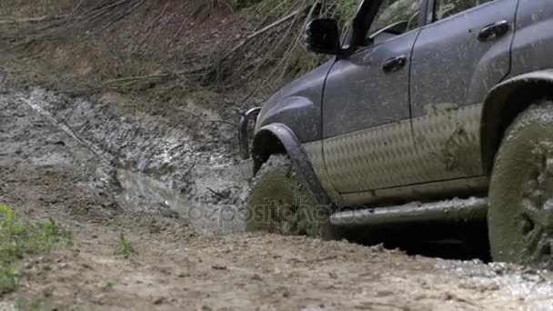SUV expedicionaria paseos por el bosque lentamente en el camino sucio . — Vídeos de Stock
