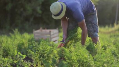 Organik tarım sahada havuç toplama şapkalı genç çiftçi