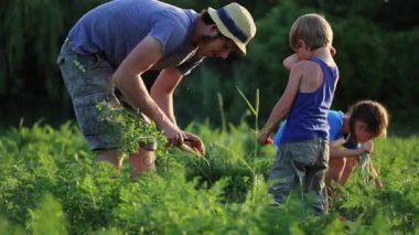 Çiftçi organik havuç ürün Eko çiftlik alanı üzerinde hasat çocuklu.