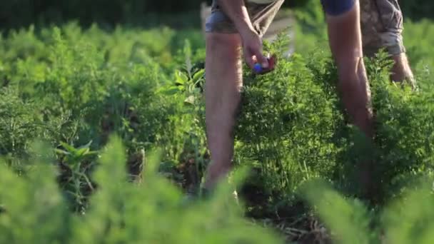 Mladý zemědělec v klobouku výdeje mrkev na poli ekologické farmy — Stock video