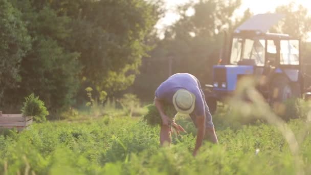 Young farmer in hat picking carrots on field of organic farm — Stock Video