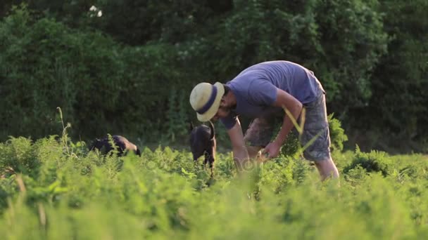 Молодой фермер в шляпе собирает морковь на поле органической фермы — стоковое видео
