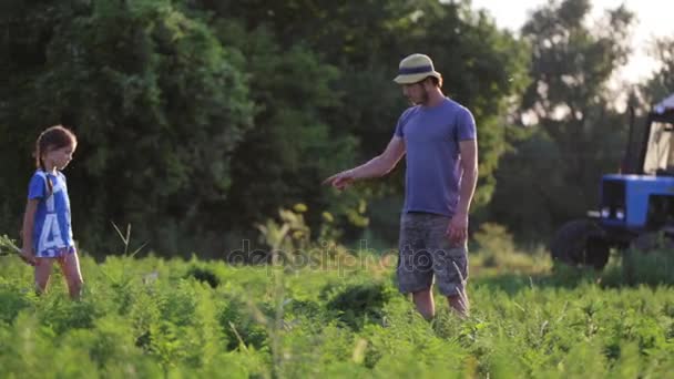 Bonde med barn skörd ekologisk morot gröda på fältet av ekogård. — Stockvideo