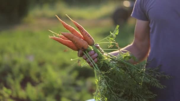 Agricultor sostiene una zanahoria biológica, manos y zanahorias manchadas con tierra . — Vídeos de Stock