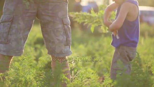 Agricultor con niños cosechando zanahoria orgánica en el campo de eco granja . — Vídeos de Stock