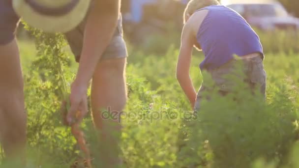 Фермер с детьми собирает органический урожай моркови на поле экологической фермы . — стоковое видео