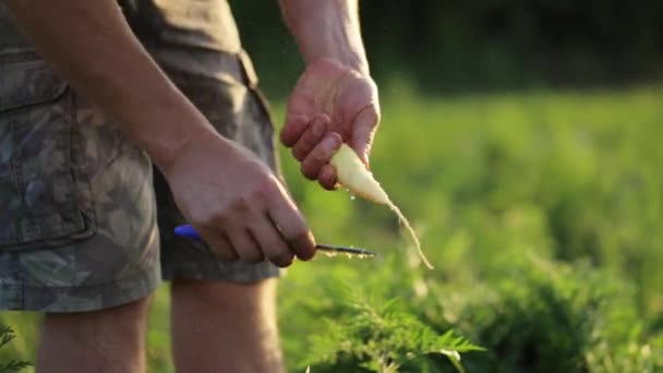 Agricultor limpiando zanahoria amarilla a través de cuchillo en el campo de la granja orgánica, primer plano — Vídeo de stock