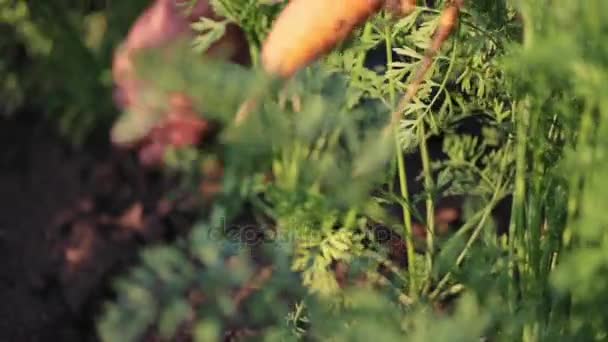 Bauern bei der Ernte von Möhren, hautnah. — Stockvideo