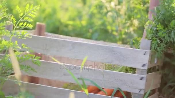 Primer plano de las manos poniendo una zanahoria en la caja en el campo en la hermosa luz del atardecer . — Vídeo de stock