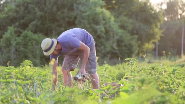 Rolnik czepiam cebula w dziedzinie gospodarstwa ekologicznego. — Wideo stockowe