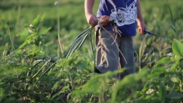 Фермер с семьёй собирает лук на поле органической фермы . — стоковое видео