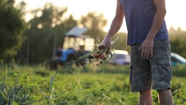 Фермер з сім'єю збирає цибулю на полі органічної ферми . — стокове відео