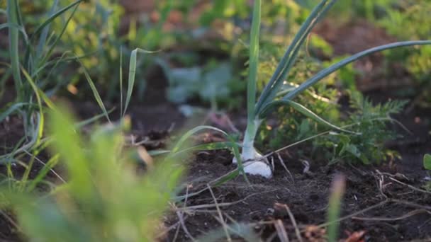 Az ökológiai gazdaság területén hagyma szedés farmer. — Stock videók