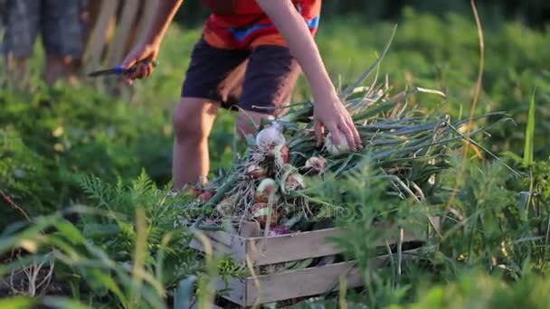 유기 농장의 분야에 양파를 수확 하는 가족과 함께 농부. — 비디오