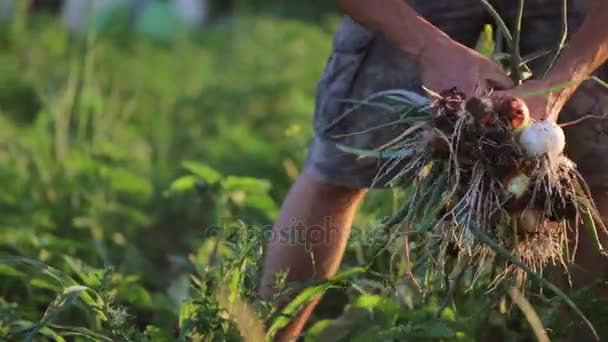 유기 농장의 분야에 양파를 수확 하는 가족과 함께 농부. — 비디오