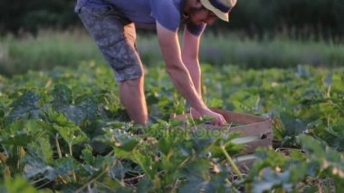 Organik tarım alanında, kabak kabak hasat şapkalı genç erkek çiftçi.