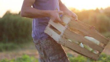 Squash ahşap kutu alanıyla oluyor çiftçi ve yere koyar.