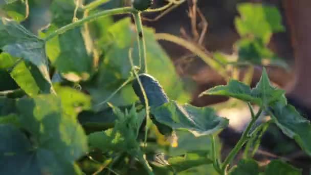 Close-up tiro de agricultor pegar pepino na fazenda orgânica — Vídeo de Stock