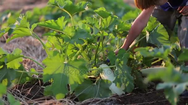 Zemědělci dítě pomáhá sběru organického rajcata v oblasti ekologické farmy. — Stock video