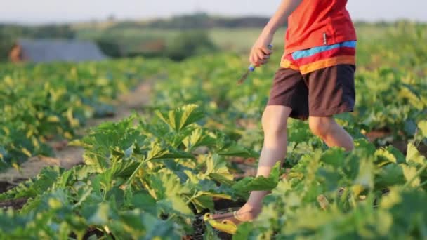 Farmers child helping harvesting organic vegetable marrow at field of eco farm. — Stock Video