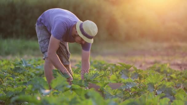 Jeune agriculteur en chapeau récolte courgette de courgettes au champ de la ferme biologique . — Video