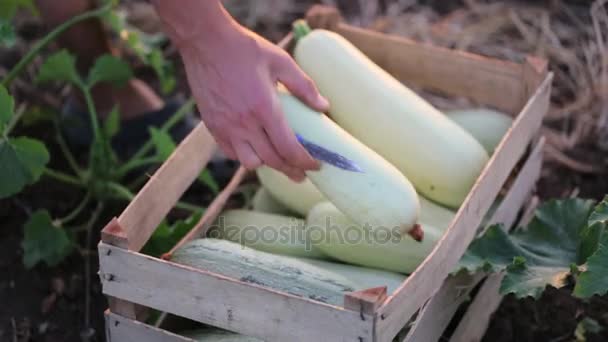 Close-up of farmers hands putting zucchini in wodden box at field of eco farm. — Stock Video