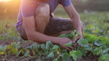 Çiftçi kabak organik Eko çiftlik alanı, büyüyen hem denetler