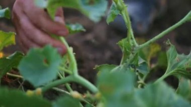 Çiftçi kabak organik Eko çiftlik alanı, büyüyen hem denetler