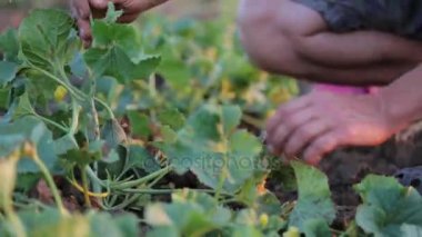 Çiftçi kabak organik Eko çiftlik alanı, büyüyen hem denetler
