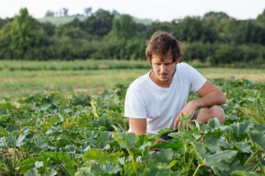 Organik tarım kabak sahasının oturan çiftçi