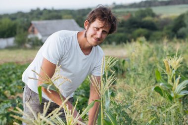 Çiftçi teftiş yapan Mısır kırpma alanına organik Eko çiftlik