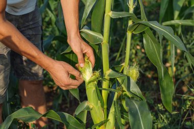 Çiftçi teftiş yapan Mısır kırpma alanına organik Eko çiftlik