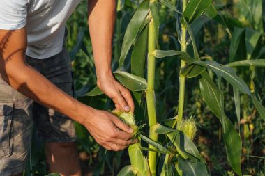Çiftçi teftiş yapan Mısır kırpma alanına organik Eko çiftlik