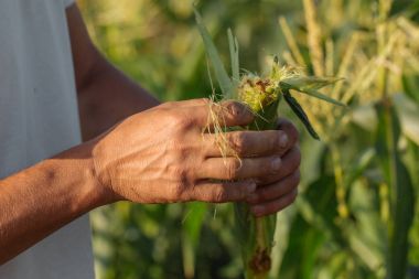 Çiftçi teftiş yapan Mısır kırpma alanına organik Eko çiftlik