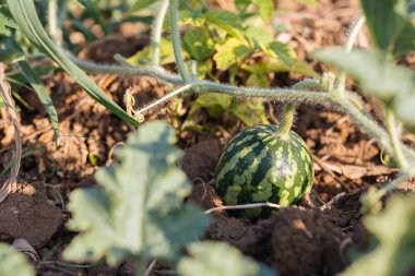 Küçük yeşil şeritli karpuz büyüyen portre