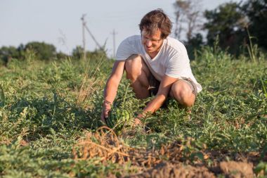 Genç çiftçi onun karpuz alan organik Eko çiftliğinde kontrol