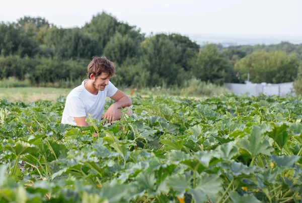 Agricultor sentado en el campo de calabacín en la granja ecológica — Foto de Stock