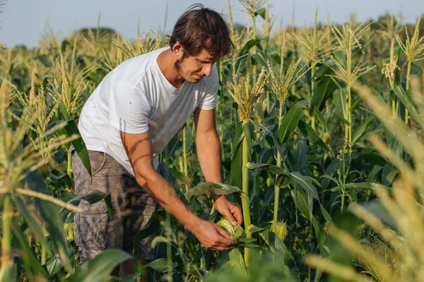 Agricultor inspeccionando cultivo de maíz en campo de eco granja orgánica — Foto de Stock