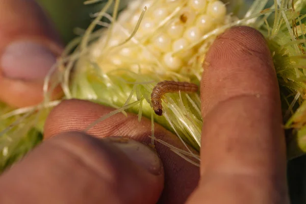 Oreja de maíz de cerca con gusano en manos de granjeros — Foto de Stock