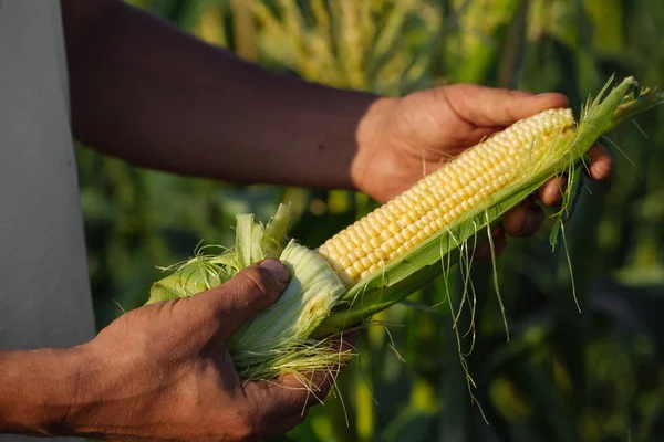 Agricultor sosteniendo mazorca de maíz en la mano en el campo de maíz — Foto de Stock