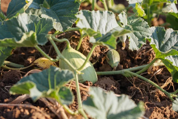 Primer plano del crecimiento de melón verde pequeño . — Foto de Stock