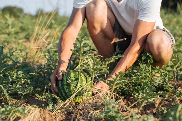 Młody rolnik sprawdzanie jego arbuz pole w ekologicznej eco farm — Zdjęcie stockowe