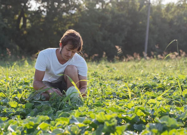 Joven agricultor revisando su campo de sandía en eco granja orgánica — Foto de Stock