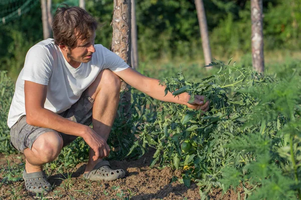 Zbliżenie na rolnika nadzorująca uprawie pomidorów w dziedzinie gospodarstwa ekologiczne eco — Zdjęcie stockowe