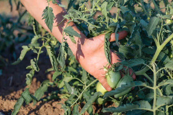 Primer plano del agricultor que inspecciona el cultivo de tomate en el campo de la eco granja ecológica — Foto de Stock