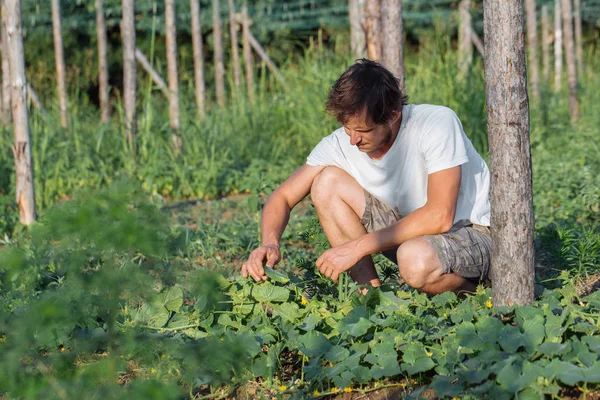 Młody rolnik dłubiąc ekologicznej ogórki eco farm. — Zdjęcie stockowe